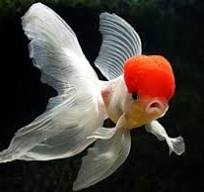 عباس رحمتی و کارآفرینی